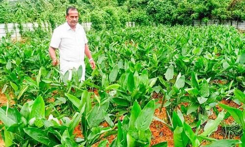 മണ്ണ് പൊന്നാക്കി യുവകർഷകൻ