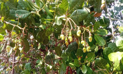 വന്നെത്തി, പ്രതീക്ഷയുടെ കശുവണ്ടിക്കാലം