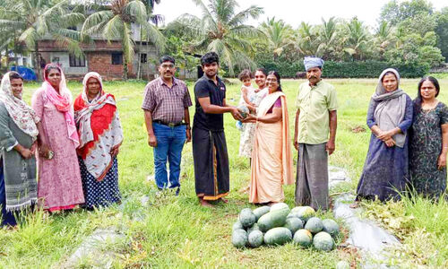 ഷുഗർഫ്രീ തണ്ണിമത്തനുമായി യുവകർഷകൻ ഷുഗർഫ്രീ തണ്ണിമത്തനുമായി യുവകർഷകൻ