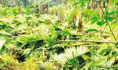 നെൽവയൽ നികത്തി കമുക് വെച്ചു; ഹൈക്കോടതി വിധിപ്രകാരം പൂർവസ്ഥിതിയിലാക്കാൻ കലക്ടറുടെ ഉത്തരവ് നെൽവയൽ നികത്തി കമുക് വെച്ചു; ഹൈക്കോടതി വിധിപ്രകാരം പൂർവസ്ഥിതിയിലാക്കാൻ കലക്ടറുടെ ഉത്തരവ്