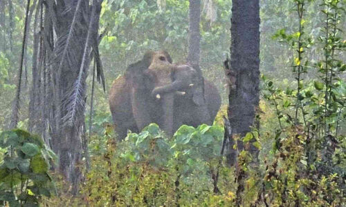 മയക്കുവെടിയേറ്റ ‘കൂട്ടുകാര’നെ താങ്ങിനിർത്തി ഏഴാറ്റുമുഖം ഗണപതി മയക്കുവെടിയേറ്റ ‘കൂട്ടുകാര’നെ താങ്ങിനിർത്തി ഏഴാറ്റുമുഖം ഗണപതി