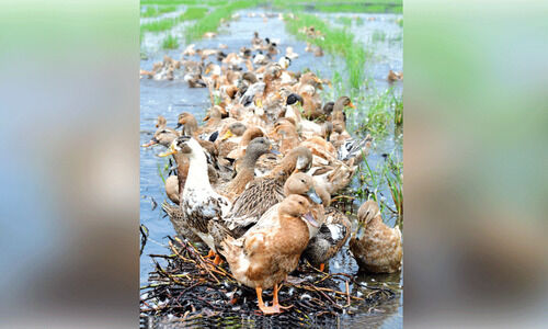 നി​ല​നി​ൽ​പി​നാ​യി പി​ട​ഞ്ഞ്​ ക​ർ​ഷ​ക​ർ