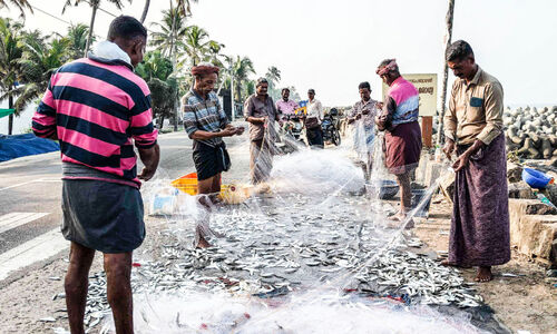 മത്തിക്കിതെന്തു പറ്റി? ആശങ്കയിൽ മത്സ്യത്തൊഴിലാളികൾ