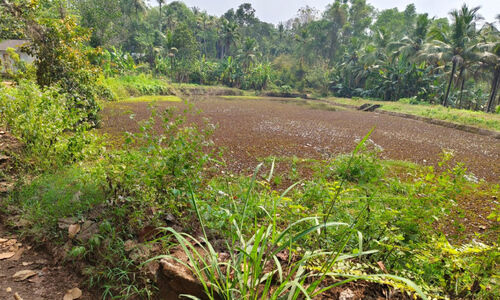 തിരിഞ്ഞുനോക്കാൻ ആളില്ല; നെടുന്തറക്കുളവും നീര്ച്ചാലുകളും നശിക്കുന്നു തിരിഞ്ഞുനോക്കാൻ ആളില്ല; നെടുന്തറക്കുളവും നീര്ച്ചാലുകളും നശിക്കുന്നു