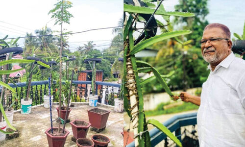 മട്ടുപ്പാവിൽ ഡ്രാഗൺ ഫ്രൂട്ട് വിളയിച്ച് ഉമ്മർ ഹാജി മട്ടുപ്പാവിൽ ഡ്രാഗൺ ഫ്രൂട്ട് വിളയിച്ച് ഉമ്മർ ഹാജി