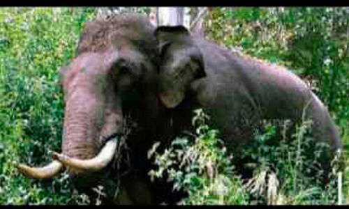 ജനവാസ മേഖലയിൽ ആന ഇറങ്ങി ജനം ഭീതിയിൽ ജനവാസ മേഖലയിൽ ആന ഇറങ്ങി ജനം ഭീതിയിൽ