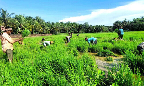 നെൽവയലുകൾ ‘കൈയടക്കി’ ഇതരസംസ്ഥാന തൊഴിലാളികൾ നെൽവയലുകൾ ‘കൈയടക്കി’ ഇതരസംസ്ഥാന തൊഴിലാളികൾ