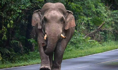 വന്യജീവി ആക്രമണം; ഒന്നര പതിറ്റാണ്ടിൽ പൊലിഞ്ഞത് 1,508 മനുഷ്യ ജീവൻ വന്യജീവി ആക്രമണം; ഒന്നര പതിറ്റാണ്ടിൽ പൊലിഞ്ഞത് 1,508 മനുഷ്യ ജീവൻ
