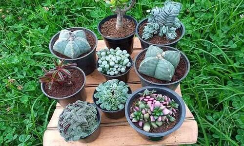 വീട് അടിപൊളിയാക്കാന്‍ പരിചയപ്പെടാം ചില ഗാര്‍ഡനിങ് ടിപ്‌സുകൾ