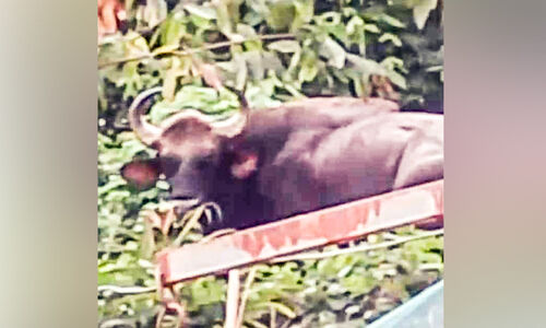 വന്യമൃഗ ശല്യം: പൊറുതിമുട്ടി മലയോര കർഷകർ