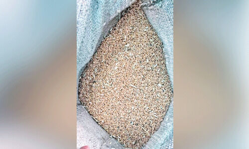 അംഗൻവാടികളിൽനിന്ന് വിതരണം ചെയ്യുന്ന ഗോതമ്പിൽ കല്ലുകടി അംഗൻവാടികളിൽനിന്ന് വിതരണം ചെയ്യുന്ന ഗോതമ്പിൽ കല്ലുകടി