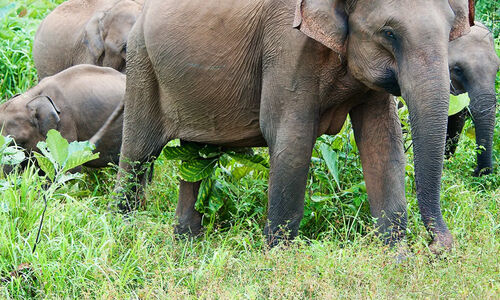 കാ​ട്ടാ​ന പ്ര​തി​രോ​ധം; 1.85 കോ​ടി​യു​ടെ തൂ​ക്കുവേലി വ​രു​ന്നു