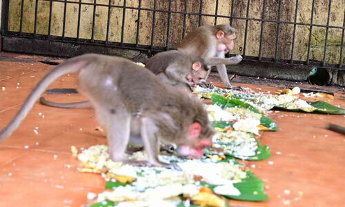 ഉത്രാടസദ്യയുണ്ട്​ വാനരന്മാർ