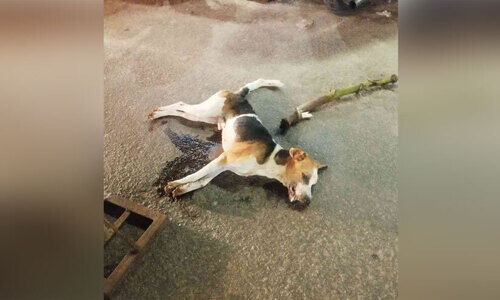 നരിക്കുനിയിൽ വീണ്ടും തെരുവുനായുടെ പരാക്രമം; ബസ് കാത്തുനിന്ന യാത്രക്കാരന് കടിയേറ്റു നരിക്കുനിയിൽ വീണ്ടും തെരുവുനായുടെ പരാക്രമം; ബസ് കാത്തുനിന്ന യാത്രക്കാരന് കടിയേറ്റു