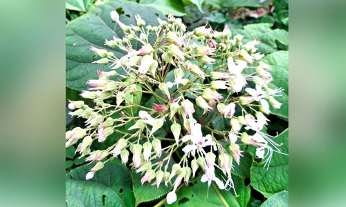 മൂലക്കളത്തിന് ശോഭയേകാൻ എവിടെ പെരുക് പൂക്കൾ?