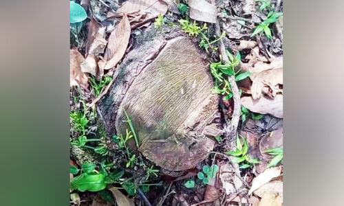 മറയൂരിൽ ചന്ദന മോഷണം വർധിക്കുന്നു മറയൂരിൽ ചന്ദന മോഷണം വർധിക്കുന്നു