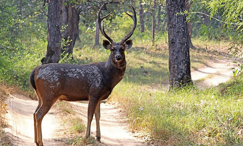 മ്ലാവിനെ വെടിവെച്ച കേസ്; ഒളിവിലായിരുന്ന പ്രതികൾ അറസ്റ്റിൽ