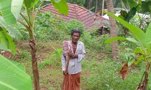 കൃഷിയിൽ ദാമോദരന് പ്രായം വെറും അക്കം മാത്രം കൃഷിയിൽ ദാമോദരന് പ്രായം വെറും അക്കം മാത്രം