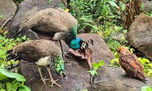 ഇവിടെയിതാ, ഒരപൂർവസ്നേഹം ഇവിടെയിതാ, ഒരപൂർവസ്നേഹം