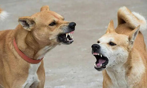 മൂന്നാറിൽ തെരുവുനായ്​ ആക്രമണം; സഞ്ചാരികളടക്കം ഇരുപതോളം പേർക്ക്​ കടിയേറ്റു
