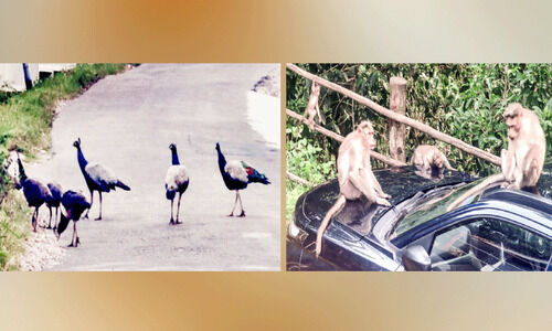 മയിലും കുരങ്ങും; പൊറുതിമുട്ടി മറയൂരും കാന്തല്ലൂരും മയിലും കുരങ്ങും; പൊറുതിമുട്ടി മറയൂരും കാന്തല്ലൂരും