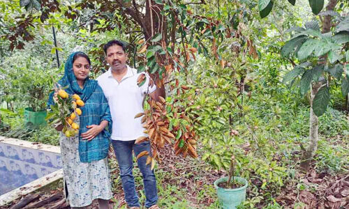 ഇവിടം പഴങ്ങളുടെ സുൽത്താന