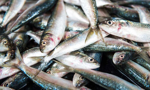 മീൻ കഴിക്കാം,ധൈര്യമായി; രുചിയോ ഘടനയോ മാറിയിട്ടില്ലെന്ന് പ്രാഥമിക പഠനം മീൻ കഴിക്കാം,ധൈര്യമായി; രുചിയോ ഘടനയോ മാറിയിട്ടില്ലെന്ന് പ്രാഥമിക പഠനം