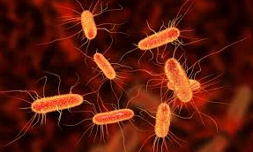 ചെറുപുഴയിൽ ഇ കോളി ബാക്ടീരിയ; പുഴവെള്ളത്തിന്റെ സാമ്പ്ൾ ശേഖരിച്ചു ചെറുപുഴയിൽ ഇ കോളി ബാക്ടീരിയ; പുഴവെള്ളത്തിന്റെ സാമ്പ്ൾ ശേഖരിച്ചു