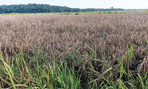 പ്രതീക്ഷയറ്റ് കോൾ കർഷകർ... പ്രതീക്ഷയറ്റ് കോൾ കർഷകർ...