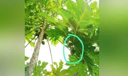 വേണമെങ്കിൽ പപ്പായ ഇലയിലും കായ്ക്കും