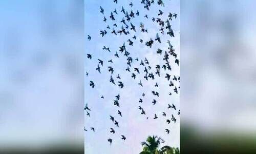 ചിറകടിച്ചുയർന്നു മത്സരപ്പറവകൾ; 450 കിലോമീറ്റർ ദൂരം താണ്ടാൻ ചിറകടിച്ചുയർന്നു മത്സരപ്പറവകൾ; 450 കിലോമീറ്റർ ദൂരം താണ്ടാൻ