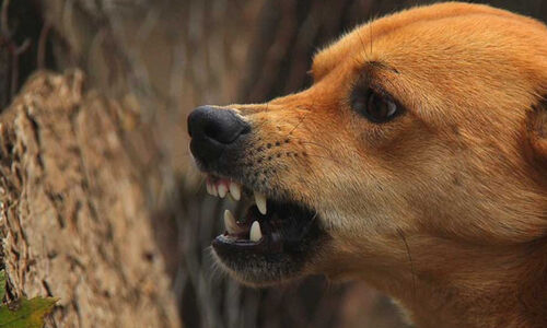 വ​ട​ക​ര​യി​ൽ 10ഓ​ളം പേ​ർ​ക്ക് തെ​രുവുനാ​യു​ടെ ക​ടി​യേ​റ്റു