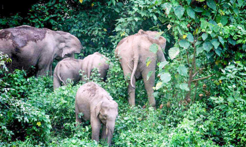 ആറളത്ത് തുരത്തിയ ആനകൾ തിരിച്ചിറങ്ങുന്നു ആറളത്ത് തുരത്തിയ ആനകൾ തിരിച്ചിറങ്ങുന്നു