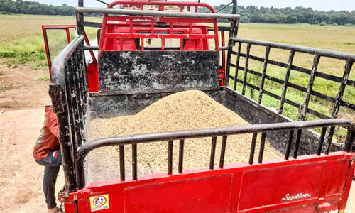 തെക്കേ കെട്ട് കോൾപടവിൽ പതിര് കൊയ്ത് മനം തകർന്ന് കർഷകർ തെക്കേ കെട്ട് കോൾപടവിൽ പതിര് കൊയ്ത് മനം തകർന്ന് കർഷകർ