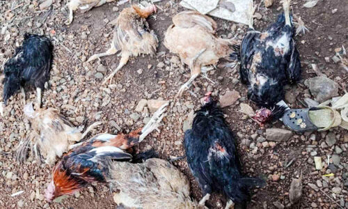 അജ്ഞാതജീവി കോഴികളെ കൊന്നു