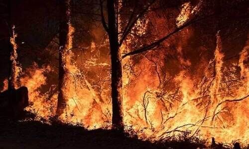 ക​ടു​ത്ത ചൂ​ടും കാ​ട്ടു​തീ​യും; വ​ന​ത്തി​ൽ പ്ര​വേ​ശ​ിക്കുന്നതിന് ക​ർ​ശ​ന വി​ല​ക്ക്