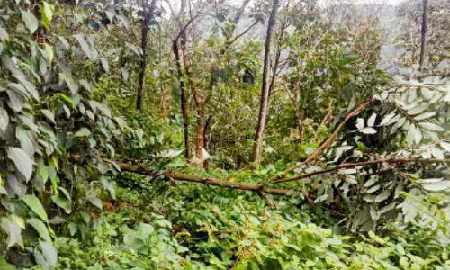 മതമ്പ വിട്ടൊഴിയാതെ കാട്ടാനകൾ; വ്യാപക കൃഷിനാശം