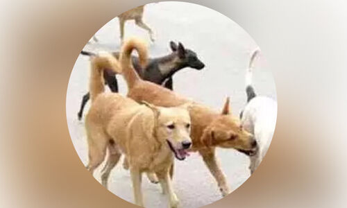 തെരുവ് നായ ശല്യം; ഭീതിയിൽ ജനങ്ങൾ