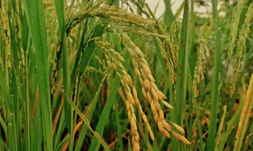 നെല്ല് സംഭരണം വൈകി; മഴ നനഞ്ഞ നെല്ല് ഉണക്കി സൂക്ഷിക്കാനാകാതെ കർഷകർ നെല്ല് സംഭരണം വൈകി; മഴ നനഞ്ഞ നെല്ല് ഉണക്കി സൂക്ഷിക്കാനാകാതെ കർഷകർ