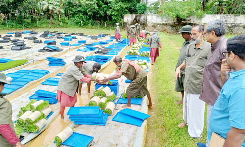 ഞാറ്റടിക്ക്​​ നിലം ഒരുക്കണ്ട; റെഡിമെയ്ഡ് ഞാറ്റടിയുമായി​ ‘ഗ്രീൻ ആർമി’