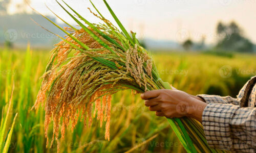 സപ്ലൈകോ സംഭരിച്ച നെല്ലിന്റെ പണം നൽകുന്നില്ല; നെൽകർഷകർ ദുരിതത്തിൽ സപ്ലൈകോ സംഭരിച്ച നെല്ലിന്റെ പണം നൽകുന്നില്ല; നെൽകർഷകർ ദുരിതത്തിൽ