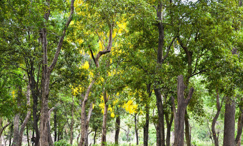 വീട്ടുവളപ്പിൽ ചന്ദനം വളർത്താം, വെട്ടിവിൽക്കാം... വീട്ടുവളപ്പിൽ ചന്ദനം വളർത്താം, വെട്ടിവിൽക്കാം...