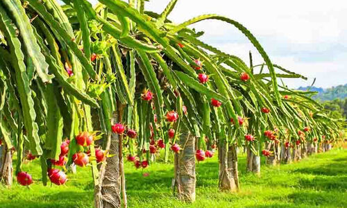 അലങ്കാരത്തിനും വരുമാനത്തിനും ഡ്രാഗൺ ചെടികൾ