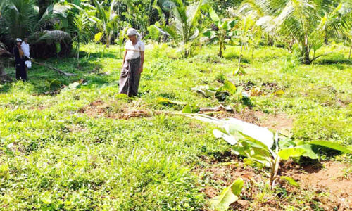 കൊല്ലാടയില്‍ കാട്ടുപന്നികള്‍ വാഴകള്‍ നശിപ്പിച്ചു