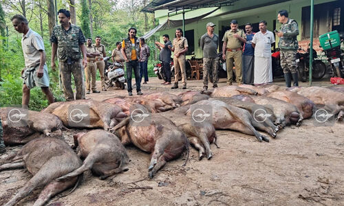 പൊറുതിമുട്ടിയപ്പോൾ വേട്ട; അമരമ്പലത്ത് 25 കാട്ടുപന്നികളെ വെടിവെച്ച് കൊന്നു പൊറുതിമുട്ടിയപ്പോൾ വേട്ട; അമരമ്പലത്ത് 25 കാട്ടുപന്നികളെ വെടിവെച്ച് കൊന്നു