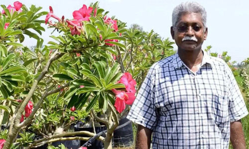 ‘ഒരു വർഷം ദുബൈയിലേക്ക് മാത്രം ഒരു ലക്ഷം ഡെസർട്ട് റോസുകൾ കയറ്റുമതി ചെയ്തു’ -പരിചയപ്പെടാം, വിശ്രമമില്ലാതെ കൃഷിയിടത്തിൽ സജീവമായ ഒരു വയോധികനെ ‘ഒരു വർഷം ദുബൈയിലേക്ക് മാത്രം ഒരു ലക്ഷം ഡെസർട്ട് റോസുകൾ കയറ്റുമതി ചെയ്തു’ -പരിചയപ്പെടാം, വിശ്രമമില്ലാതെ കൃഷിയിടത്തിൽ സജീവമായ ഒരു വയോധികനെ