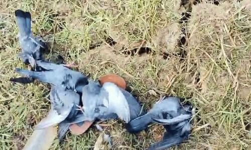 പ​ക്ഷി​ക​ളെ വേ​ട്ട​യാ​ടി തി​ന്നു​ന്ന സം​ഘം പി​ടി​യി​ൽ