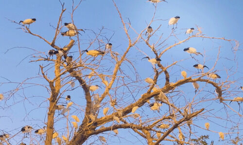 വിരുന്നുകാരായ കൊക്കുകൾ