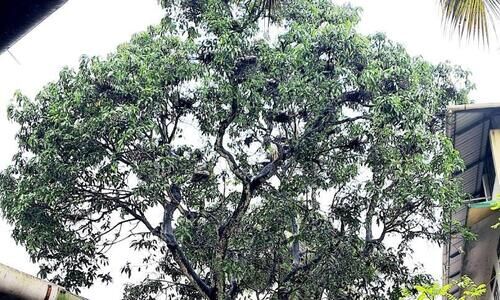 വിരുന്നുകാർ പതിവ് തെറ്റിച്ചില്ല; ബനാത്ത് യത്തീംഖാനയിൽ വീണ്ടും പക്ഷിക്കൂട്ടം