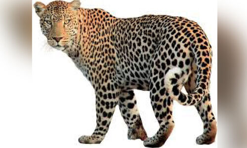 തി​രു​വാ​ലി കോ​ട്ടാ​ലയിൽ പു​ലി​യി​റ​ങ്ങി​യ​താ​യി  പ്ര​ചാ​ര​ണം